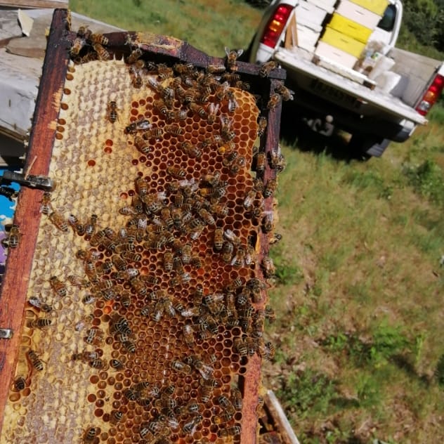 ruchers abeilles